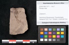 Foto (Objekt + Etikett) von Plantae indet.  (NHMW-GEO-2024-0188-11571)